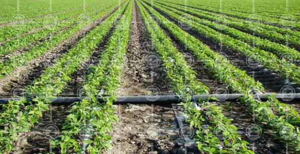 آبیاری قطره ای با لوله 16 میلیمتر: پشتوانه موثر برای کشاورزی پایدار